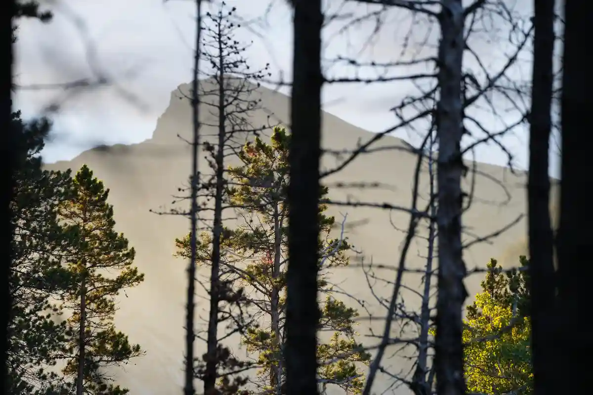 A scenic photograph shows a distant mountain range viewed through the dark, bare branches of foreground trees, with some…