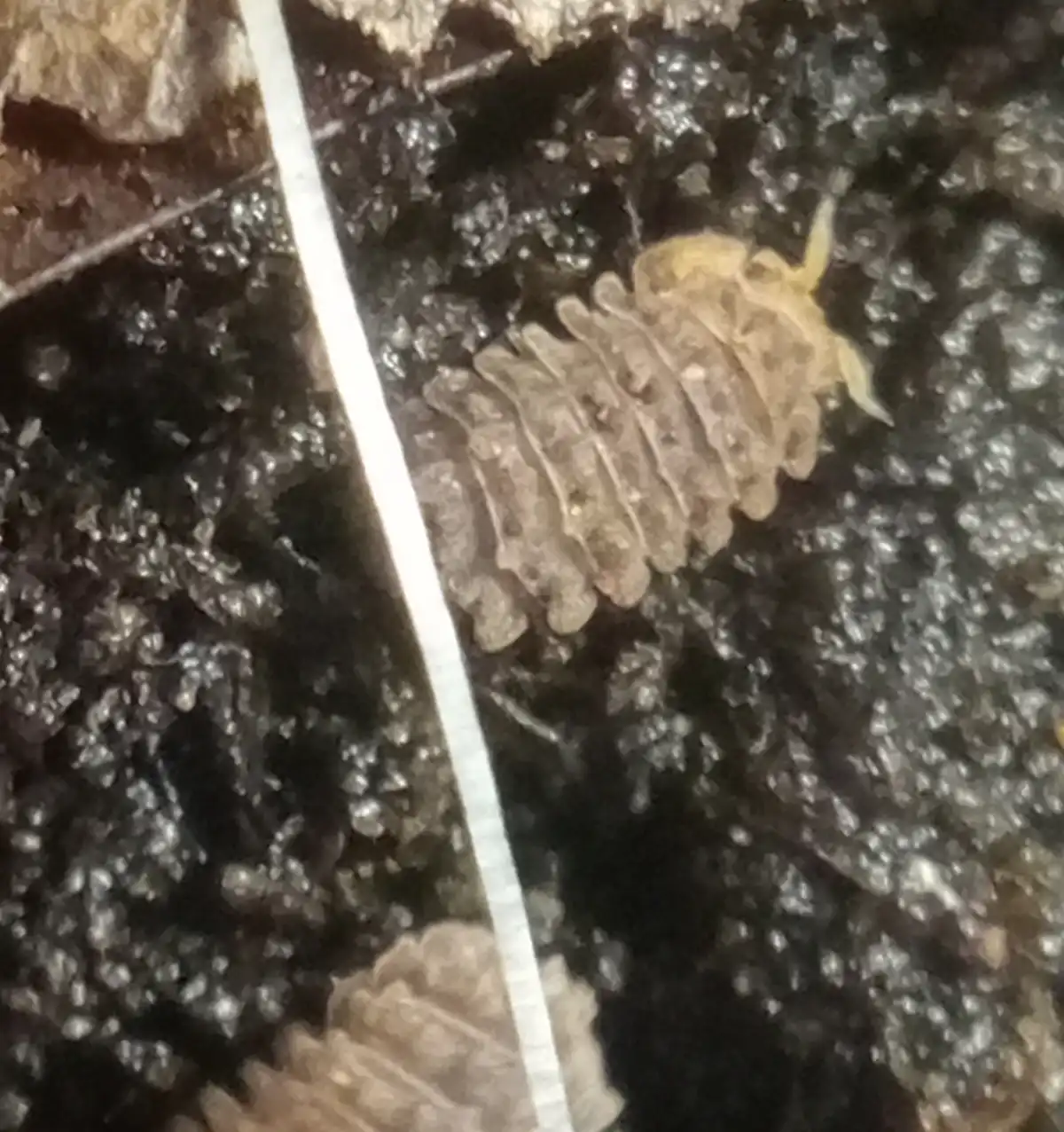 A close-up photo shows a small, segmented, light-brown isopod (woodlouse or pill bug) crawling on dark, moist soil and…