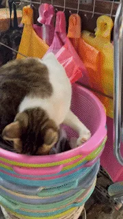A Curious Cat in a Box: The Ultimate Hideaway