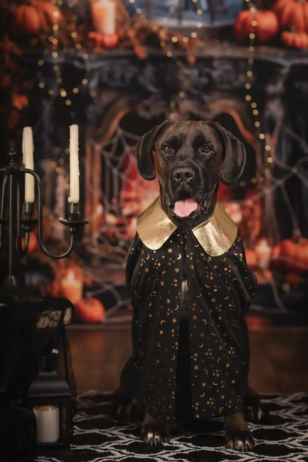 A black dog sits in a Halloween-themed setting with pumpkins, candles, and spiderwebs in the background. The dog wears a…