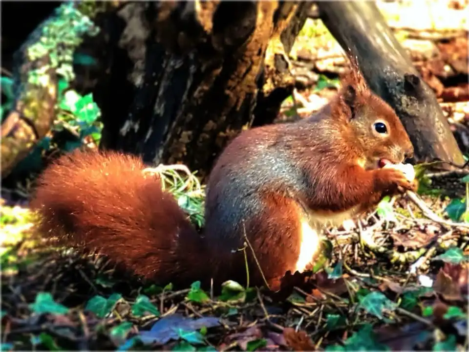 A red squirrel with a fluffy tail sits on forest floor covered in leaves and ivy, holding a nut and eating it. The squirrel…
