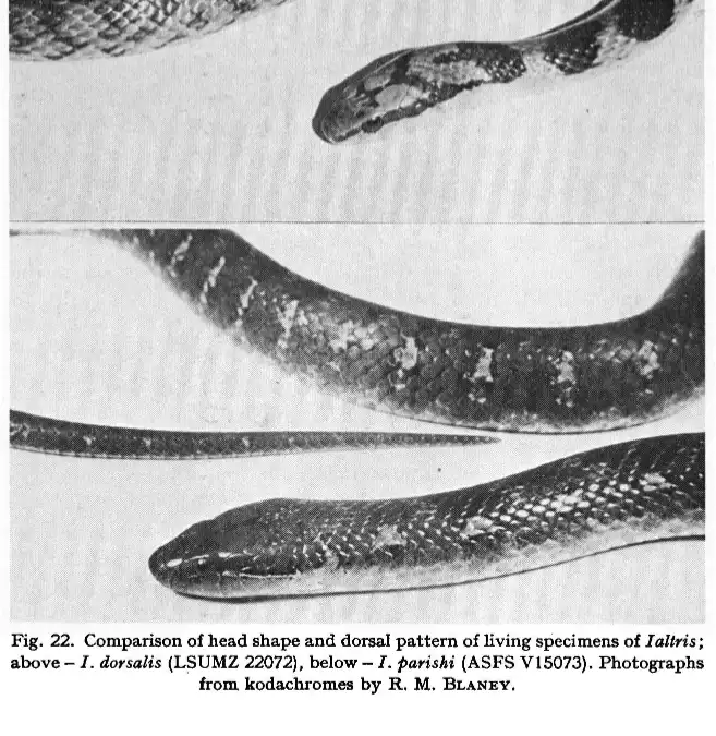 A black-and-white scientific image showing two snakes, one above the other, with text labeling them as Ialtris dorsalis and…