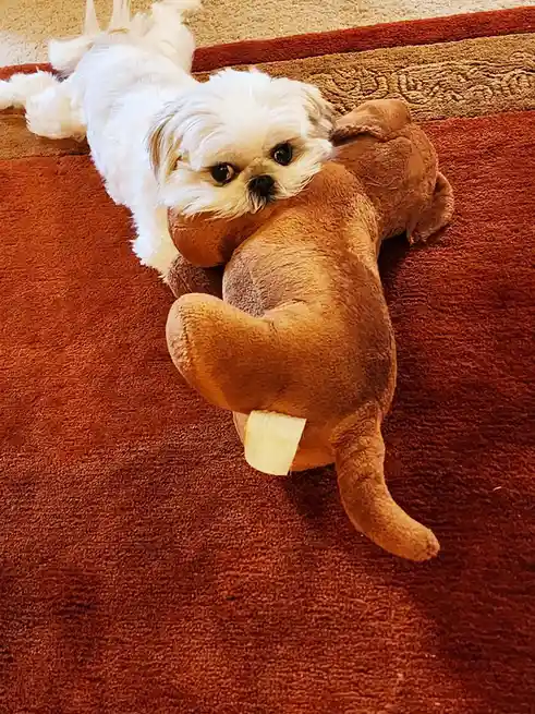 A small white fluffy dog with large dark eyes is lying on a brown carpet, hugging a brown plush elephant toy. The dog's head…