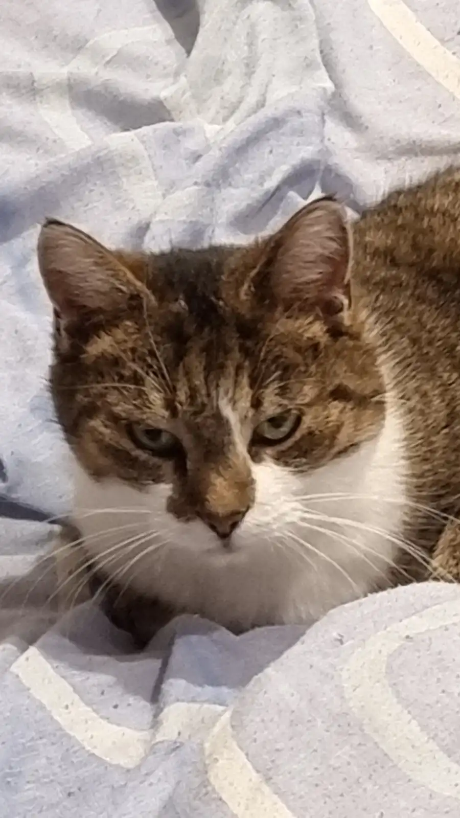 Does My Cat Really Dislike Me? Or Is It Just Me?