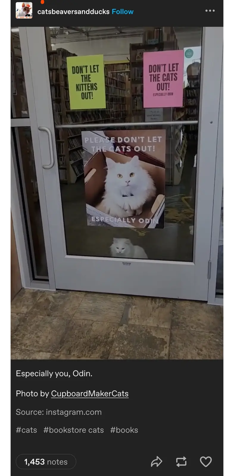 A glass door of a bookstore has three signs: a yellow one says 'DON'T LET THE KITTENS OUT!', a pink one says 'DON'T LET THE…