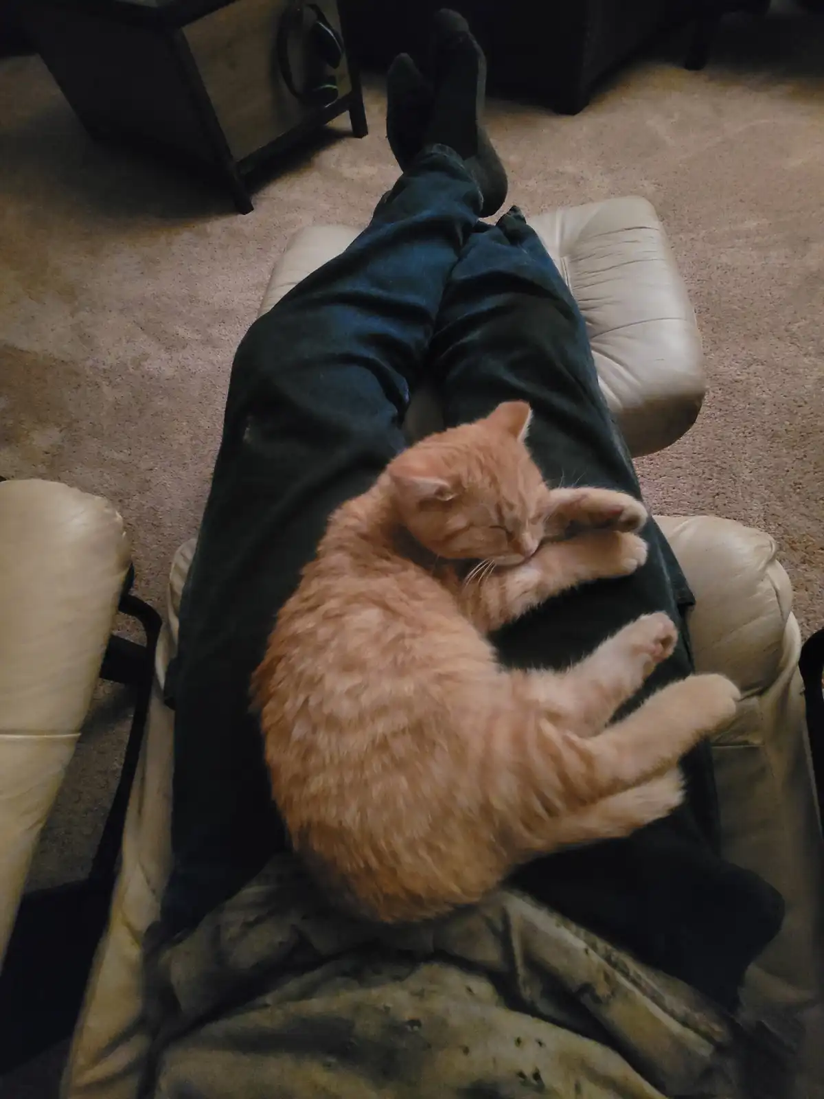 An orange tabby cat is curled up and sleeping soundly on a person's lap, who is reclining on a light-colored leather couch…