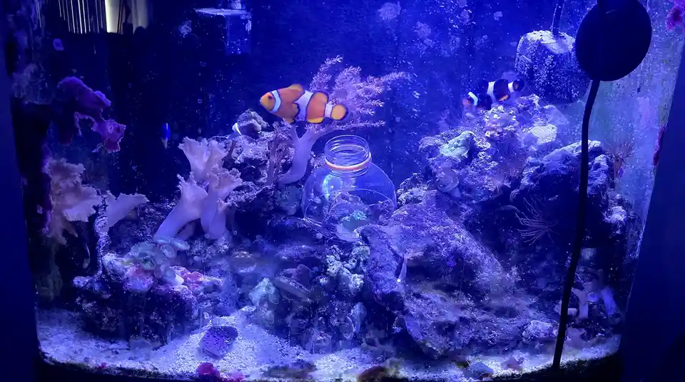 My passion project? Nurturing my beautiful reef tank.