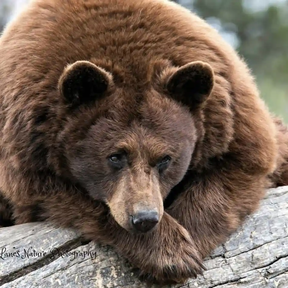The Majestic Bear: Nature's Gentle Giant