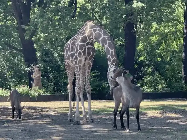 A mischievous giraffe caught in the act