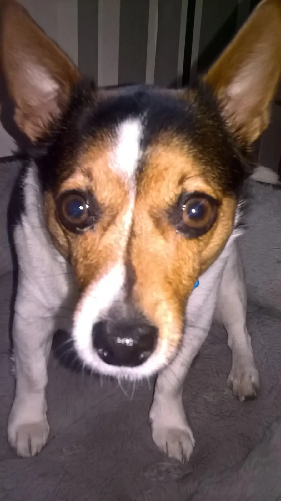 A close-up photo of a small dog with large, expressive brown eyes and a white blaze on its face, looking directly at the…