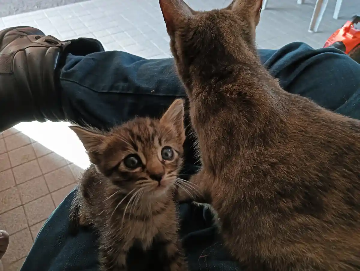 A small brown tabby kitten with wide, startled eyes looks directly at the camera while sitting on someone's lap, next to a…