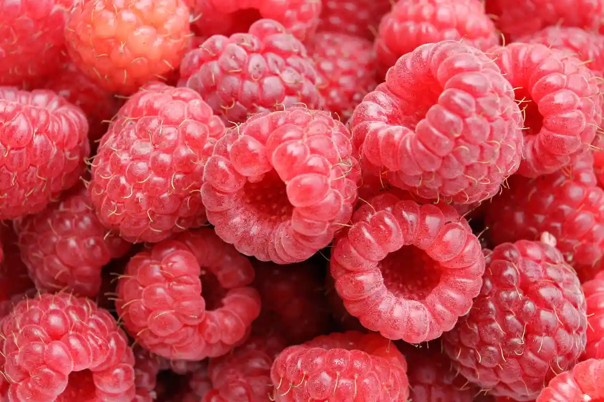 A close-up photo of many ripe, red raspberries with visible drupelets and fine hairs, some appearing slightly curled or…