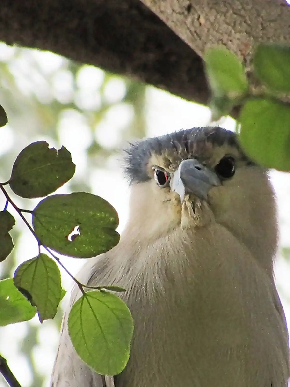A close-up photo of a bird, likely a night heron, perched in a tree with green leaves partially obscuring its view. The bird…