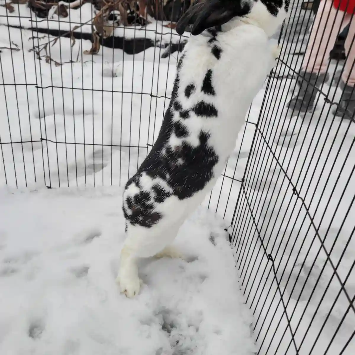 A black-and-white rabbit stands on its hind legs in snow, pressing its front paws against a black wire fence, appearing to…
