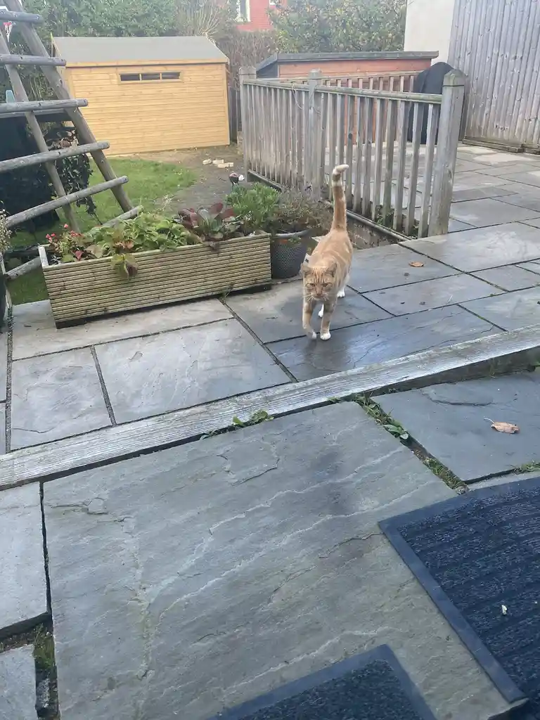 An orange tabby cat with white paws walks confidently across a stone patio in a backyard, its tail held high and expression…