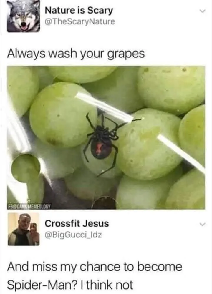 A close-up photo shows a black widow spider with a red hourglass marking sitting on a green grape among other grapes. The…