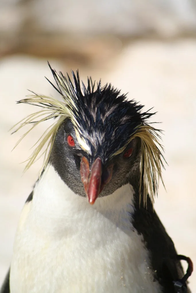A close-up photo of a rockhopper penguin with distinctive spiky black-and-yellow crest feathers, red eyes, and a red beak…