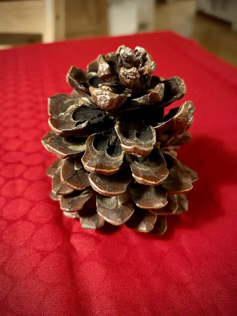 A close-up photo shows a brown, open pine cone resting on a red fabric surface with a subtle circular pattern. The pine…