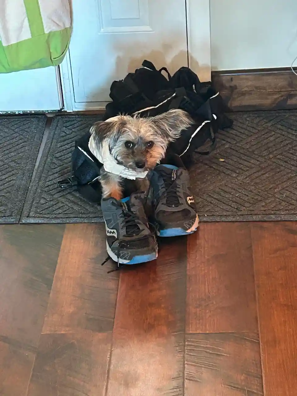 A small, scruffy dog with a white collar sits on a dark rug in front of a white door, nestled between a black backpack and a…