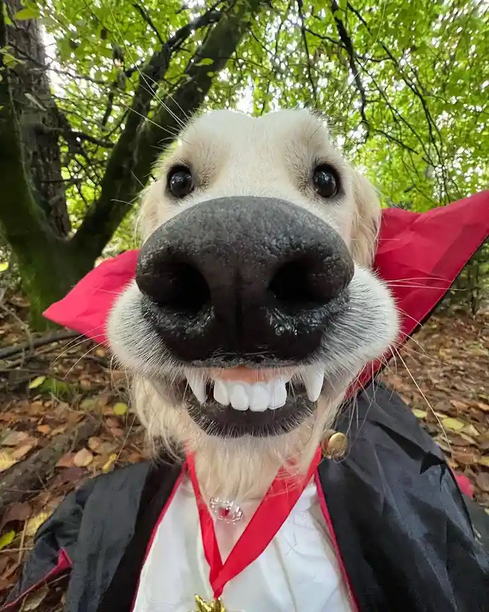 A close-up photo of a golden retriever wearing a vampire costume with a red cape, black jacket, and fake fangs, standing in…