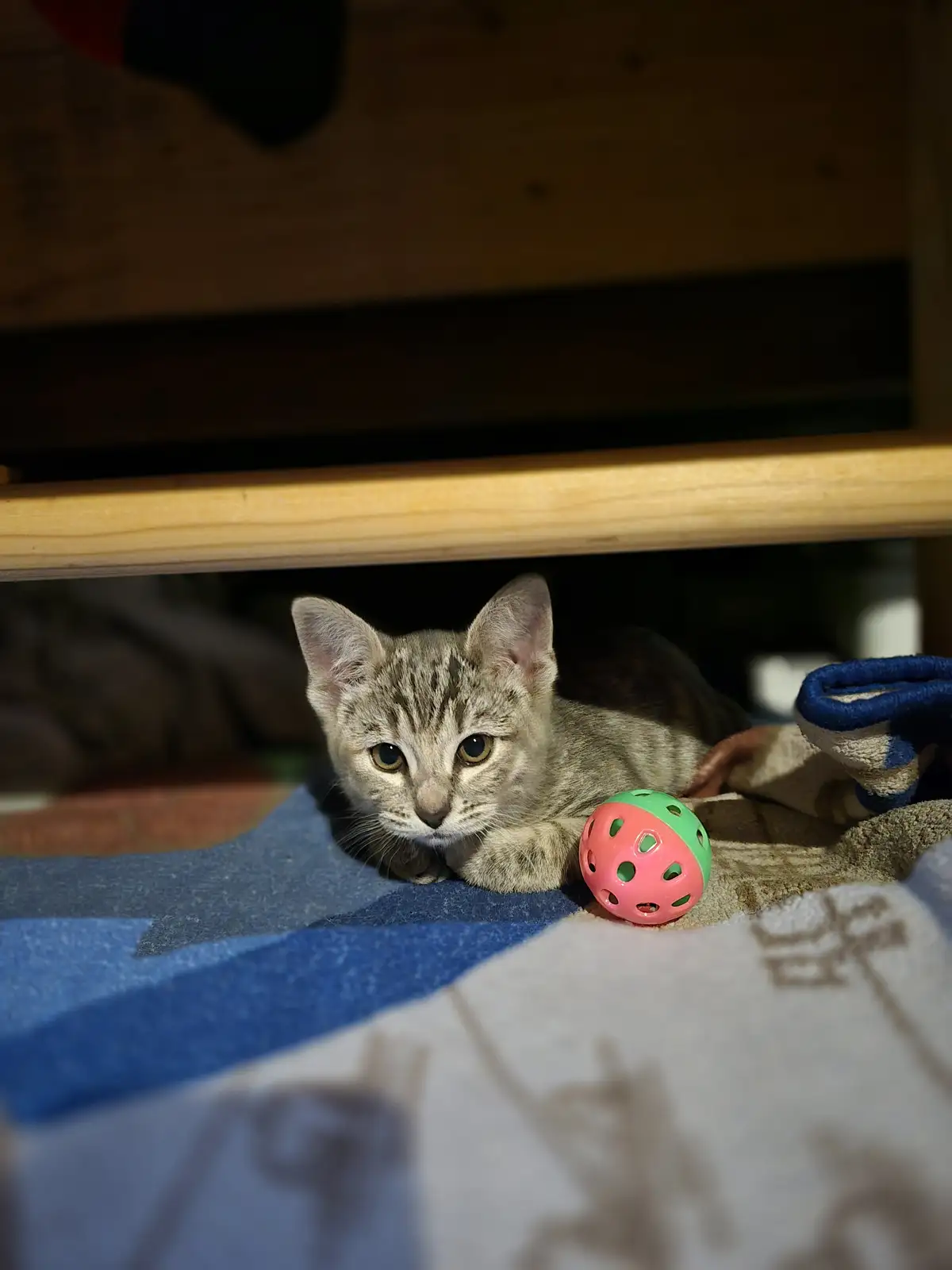 A small tabby kitten with wide, alert eyes is peeking out from under a wooden shelf, lying on a blue and white patterned…