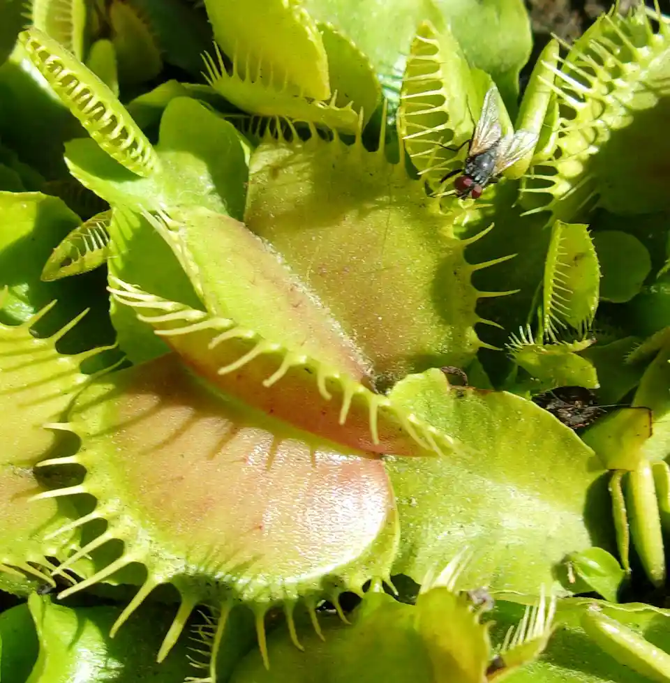 A close-up photo shows a fly perched on the edge of an open Venus flytrap, which has serrated, tooth-like edges. The plant's…
