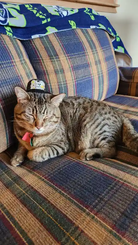 A tabby cat with closed eyes is sleeping peacefully on a striped couch, wearing a small black party hat that reads 'Happy…