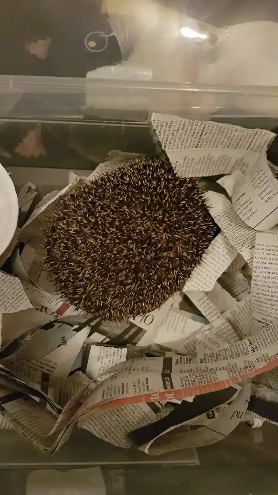 The adorable hedgehog in all its glory