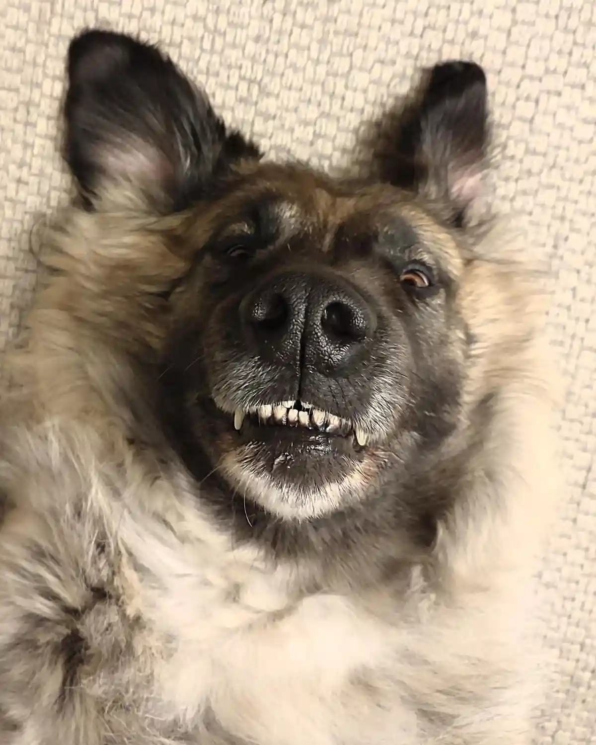 Witness the Grace and Power of the Mighty Kangal Dog