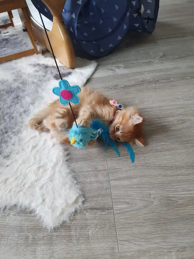A small orange tabby kitten lies on its back on a grey and white furry rug, playfully interacting with a blue feathered toy…