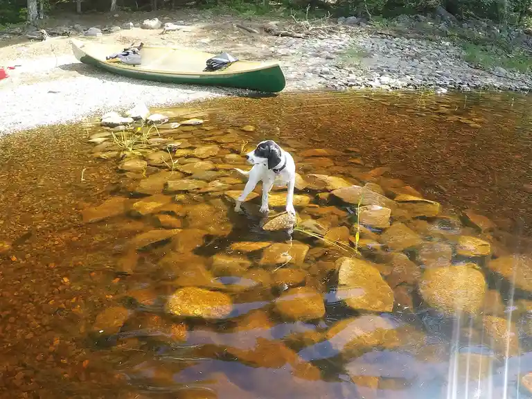 A white dog with black ears stands on rocks in shallow, clear water near a shoreline. A green canoe with gear sits on the…
