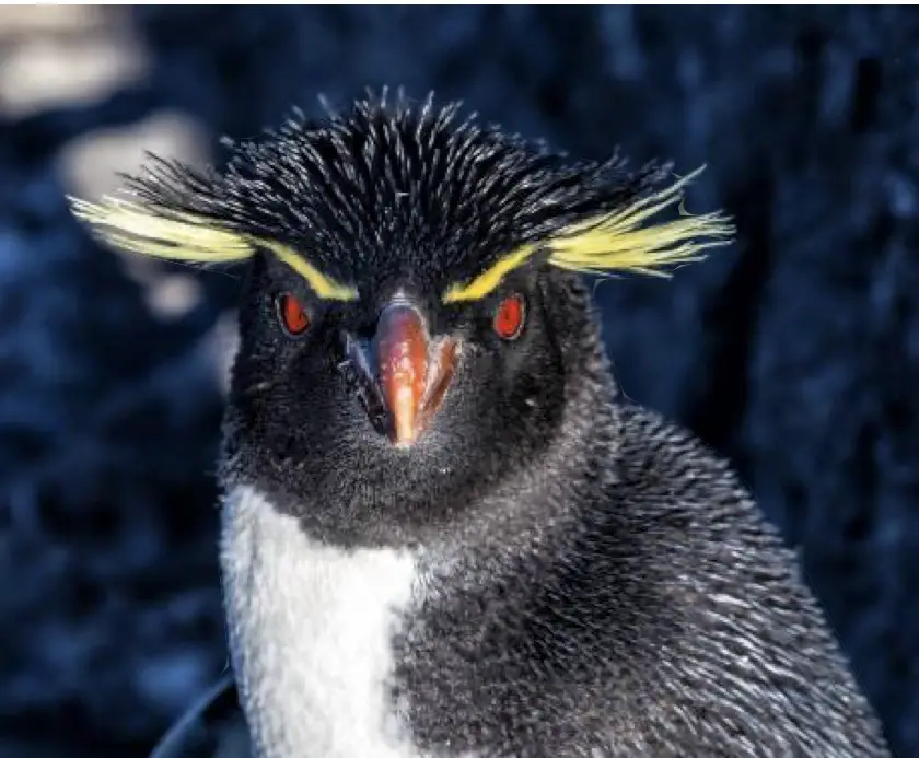 Furious Penguin strikes again!
