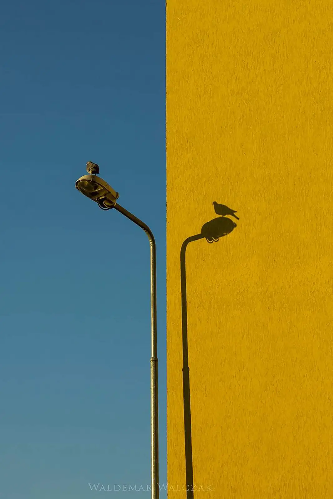 A bird perched on top of a streetlight against a clear blue sky, with its distinct shadow cast onto a bright yellow wall…