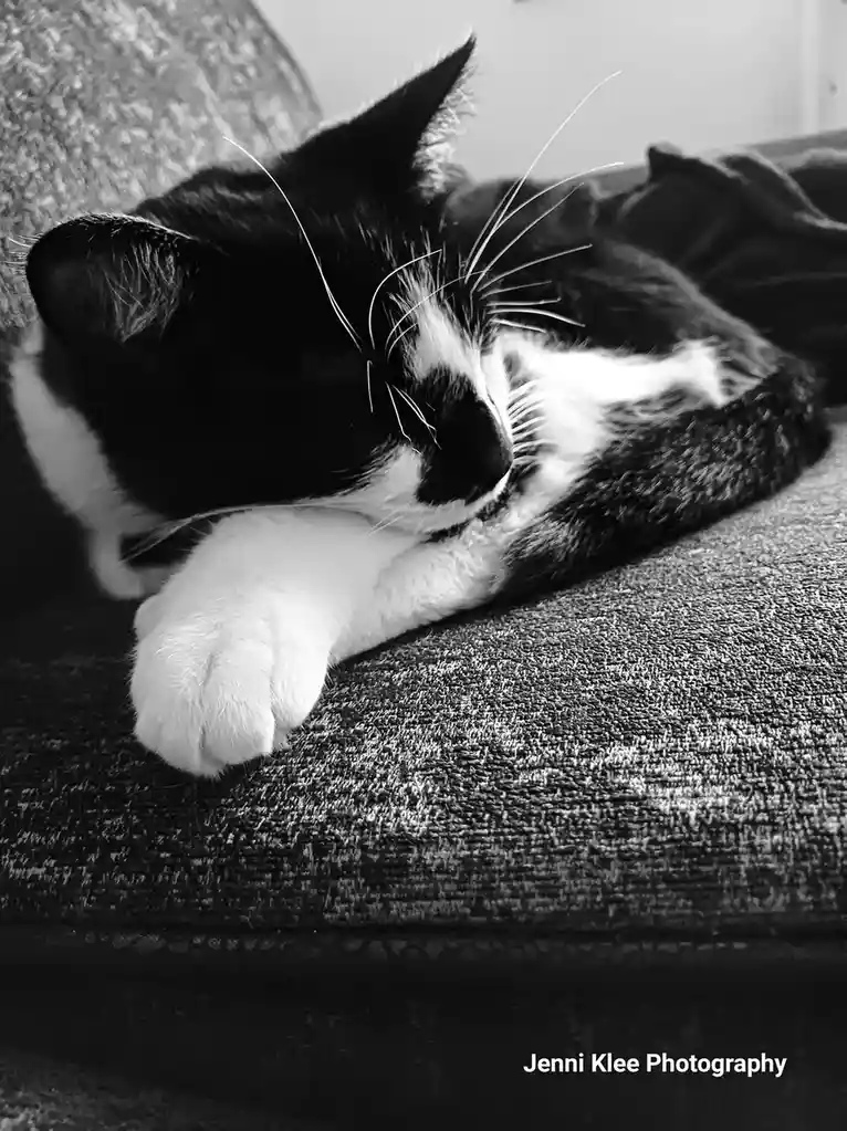 A black and white photograph shows a black and white cat curled up and sleeping peacefully on a textured couch, with its…