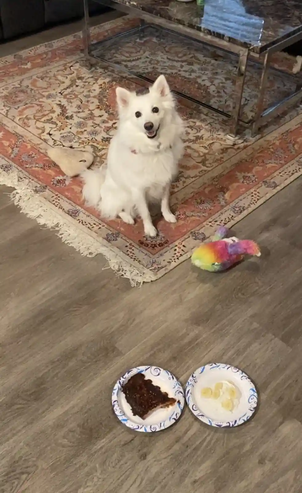 A fluffy white dog sits attentively on an ornate rug in a living room, looking directly at the camera with a happy…
