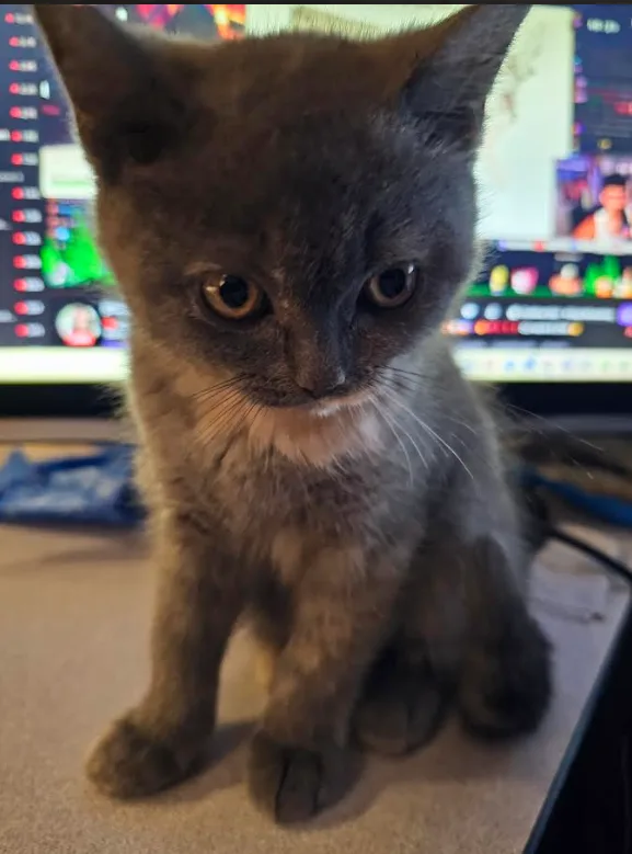 A small gray kitten with a white chest sits on a desk, looking directly at the camera with a serious, slightly annoyed…