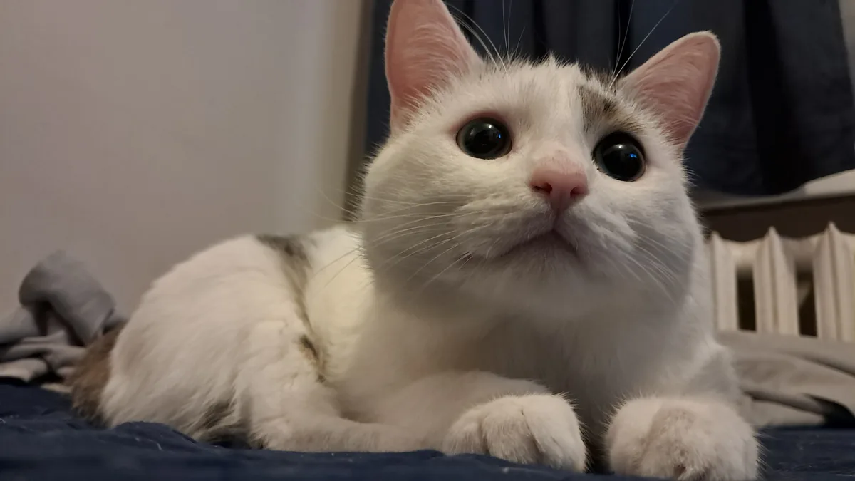A close-up photo of a white cat with large, round, dark eyes and a slightly downturned mouth, looking directly at the camera…