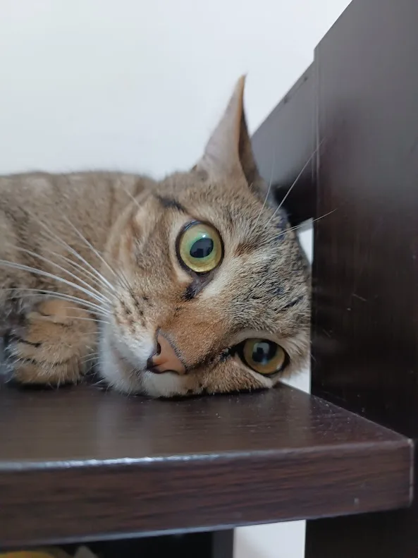 a tabby cat with wide, startled-looking green eyes peers out from behind a dark wooden shelf, its head resting on the…