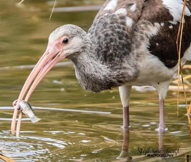 A close-up photo of a bird, likely a white ibis, standing in shallow water with its long, curved pink beak holding a small…