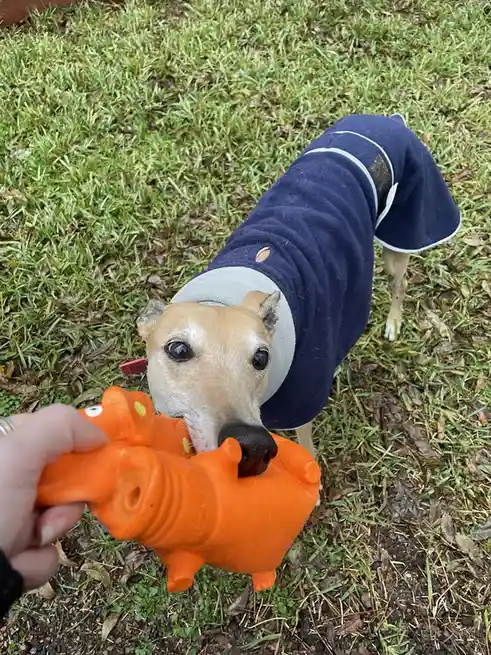 A light brown dog wearing a navy blue fleece coat with white trim is standing on grass, looking up at the camera with a…
