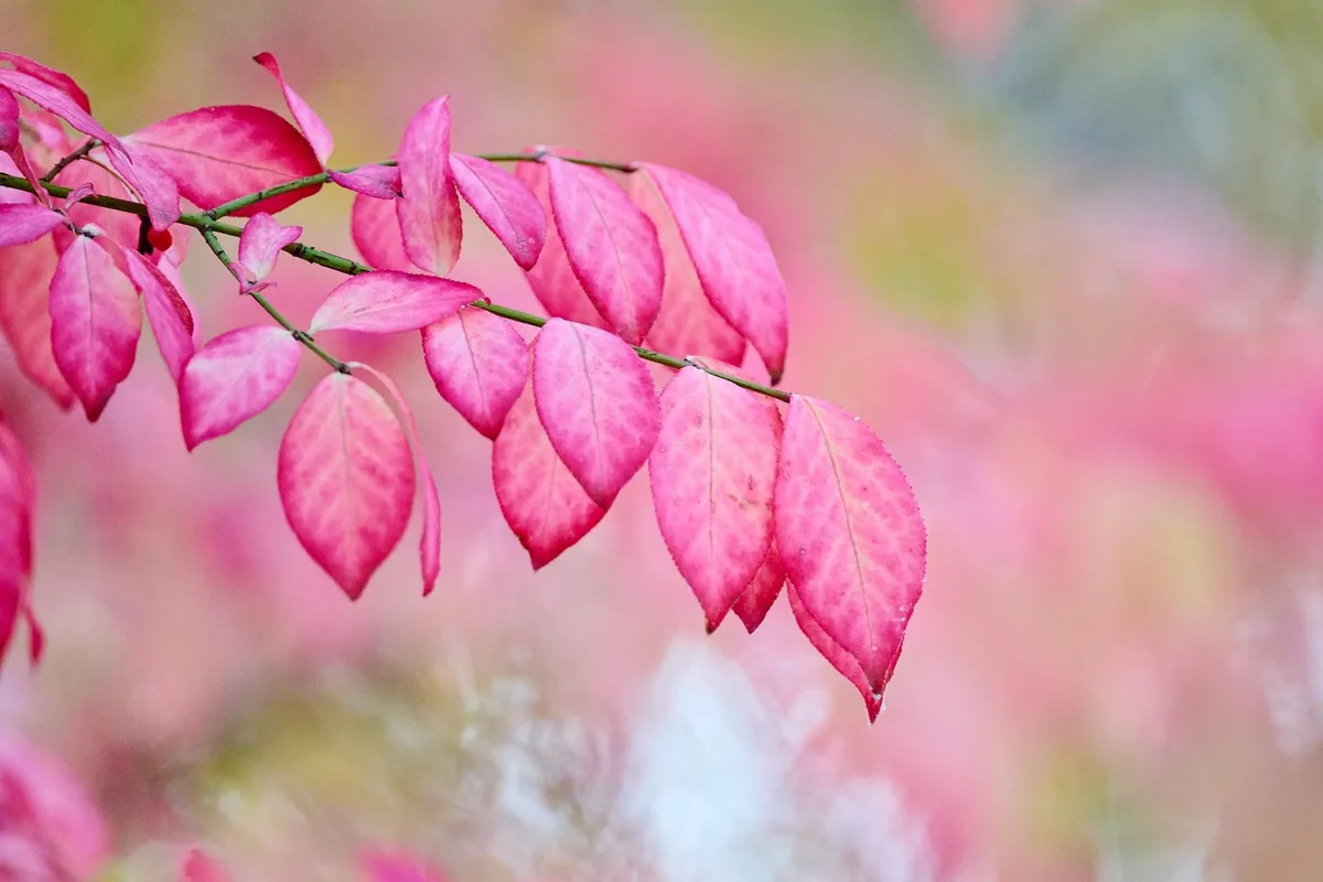 A close-up photograph of a branch with vibrant pink autumn leaves against a blurred background of similar foliage. The image…
