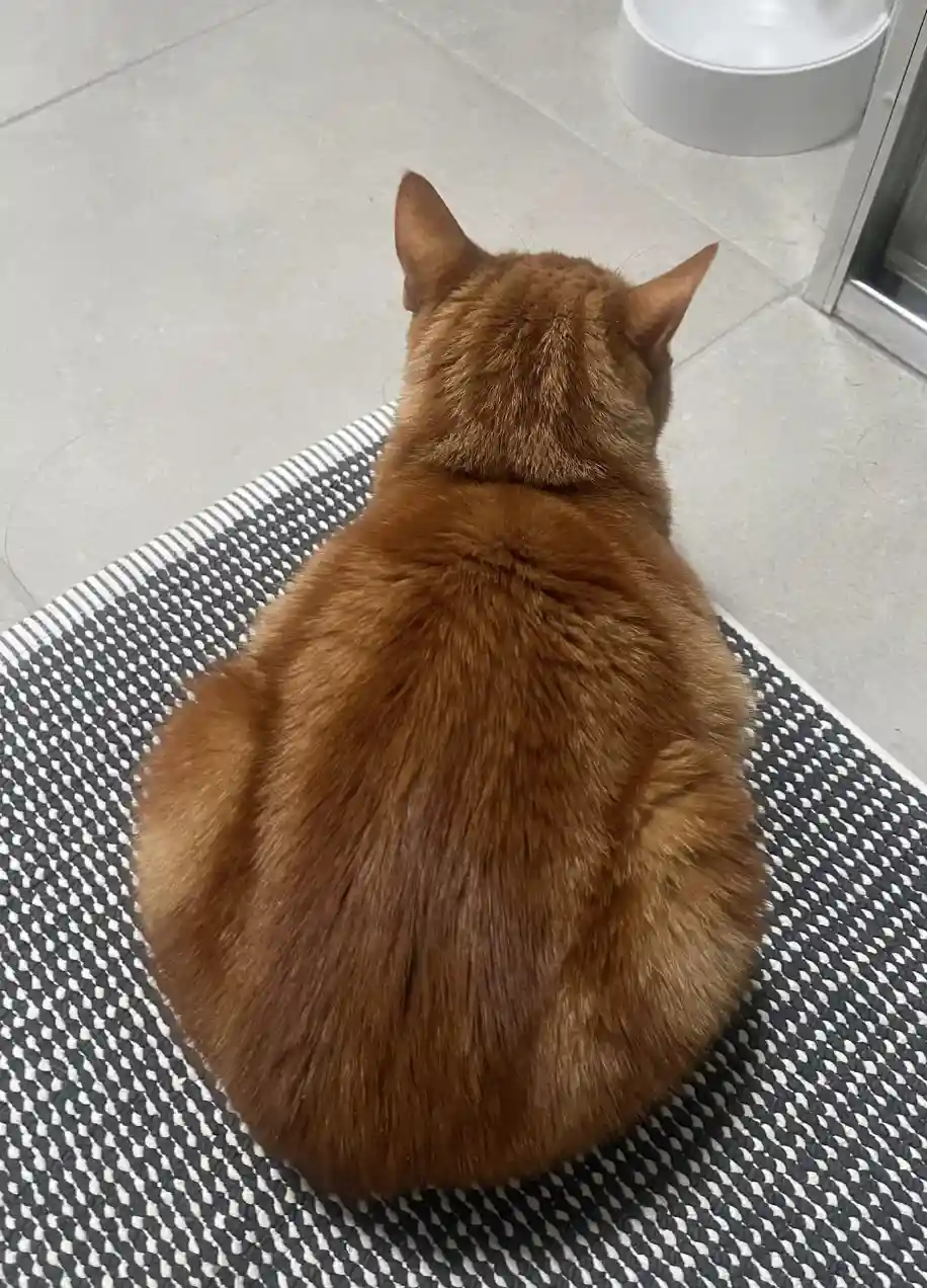 a ginger cat sits with its back to the camera on a black and white patterned rug, facing away from the viewer. In the…