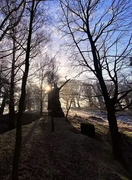 A serene forest scene with bare trees silhouetted against a bright sun peeking through branches, casting long shadows on a…