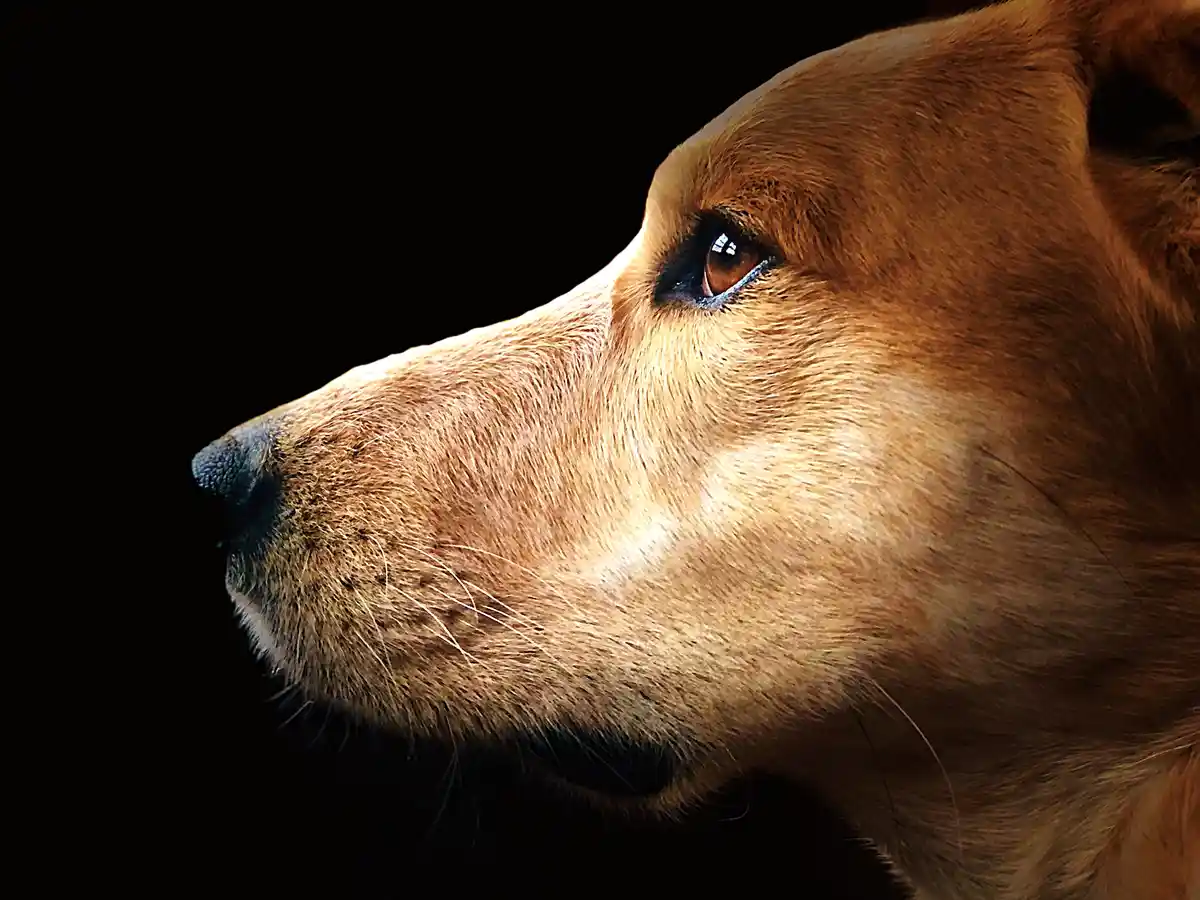 A close-up profile shot of a brown dog's face against a black background, with dramatic lighting highlighting its fur and…