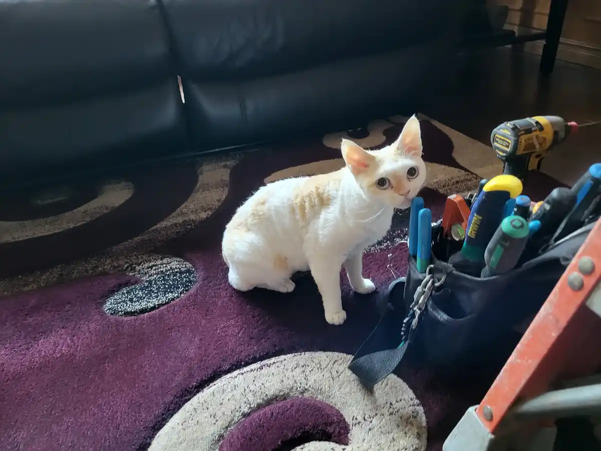 A white and light orange cat sits on a patterned purple rug next to a toolbox filled with tools and a yellow drill, looking…