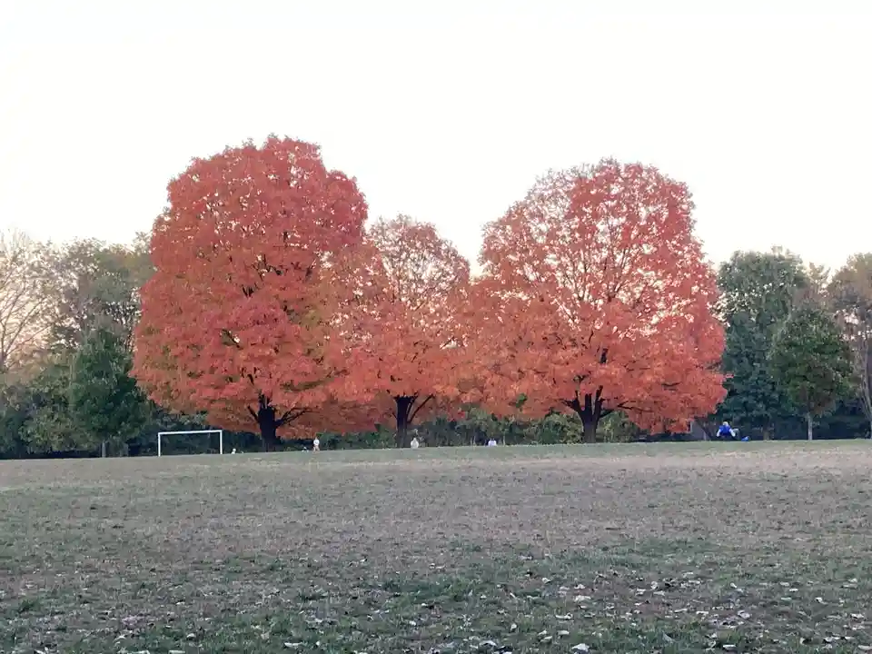 A Vibrant Display of Colorful Autumn Trees