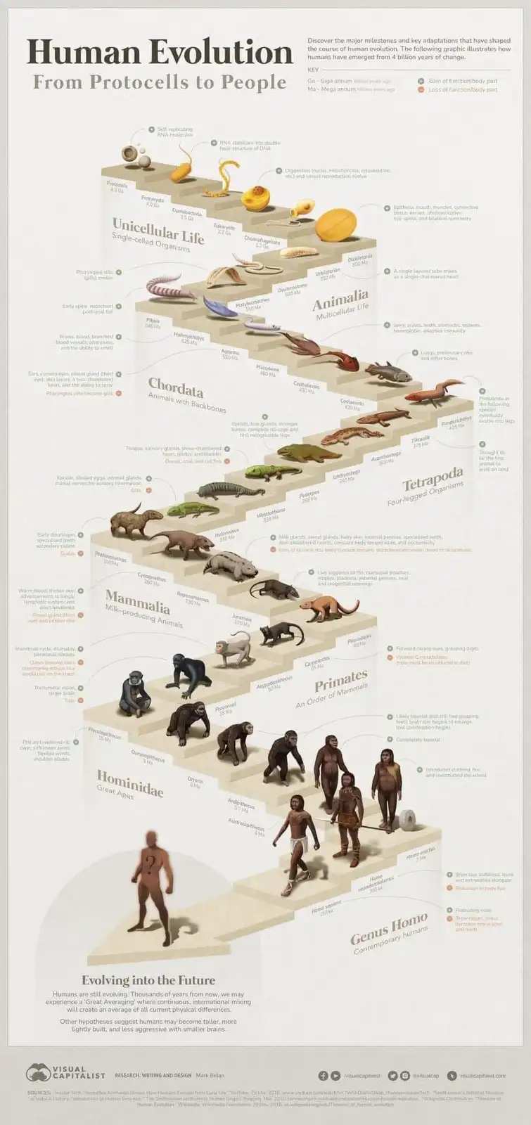 An infographic titled 'Human Evolution From Protocells to People' visually depicts the evolutionary timeline from…