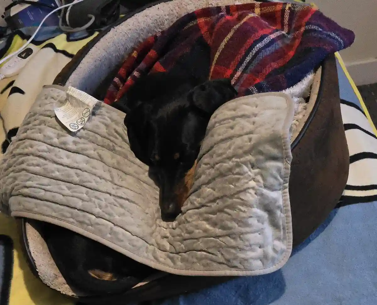 A black and tan dog is curled up asleep in a brown pet bed, partially covered by a grey quilted blanket and a red plaid…