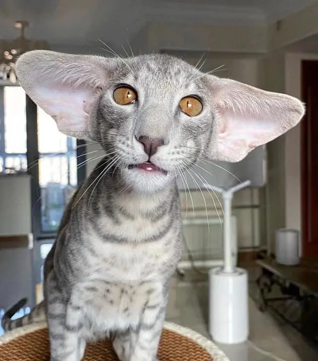 Excuse Me, Could You Say That Again?