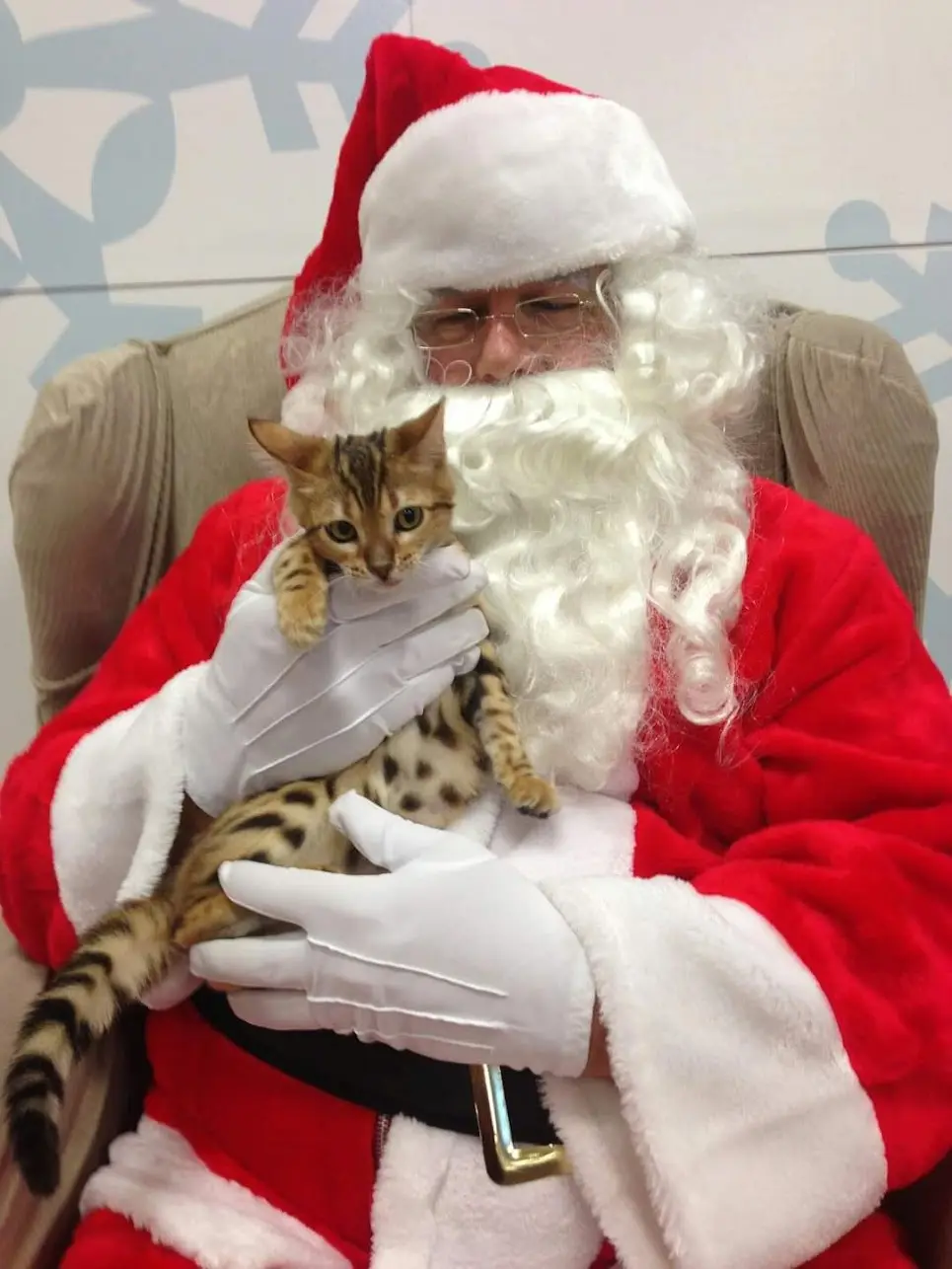 A person dressed as Santa Claus, wearing a red suit, white gloves, and a white beard, is seated and holding a small spotted…